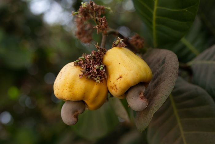 Ripe cashew apples and nuts on the tree.