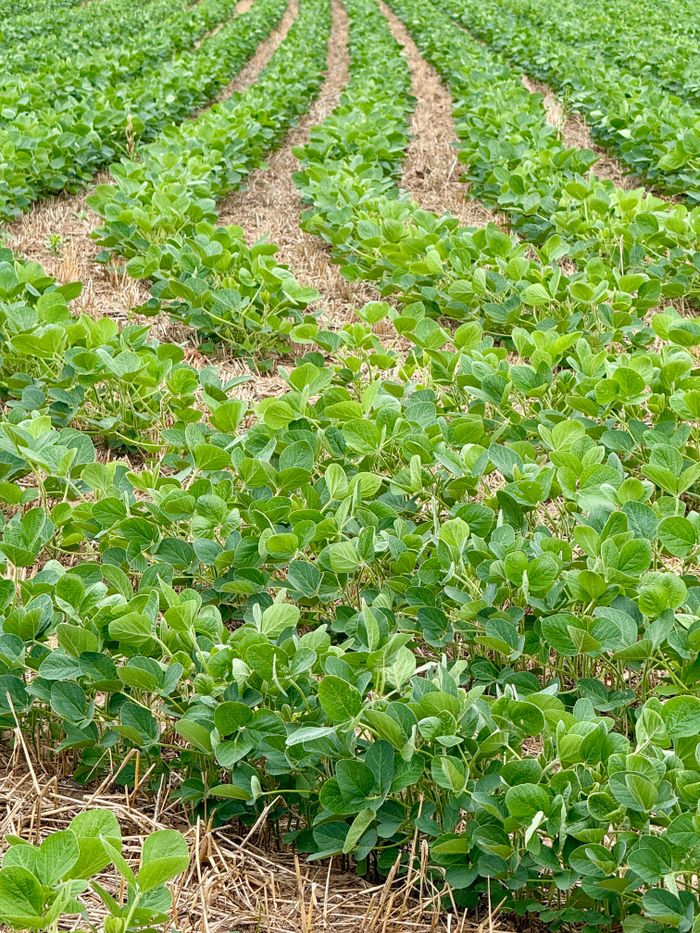 Rows of green soybean plants in leaf.