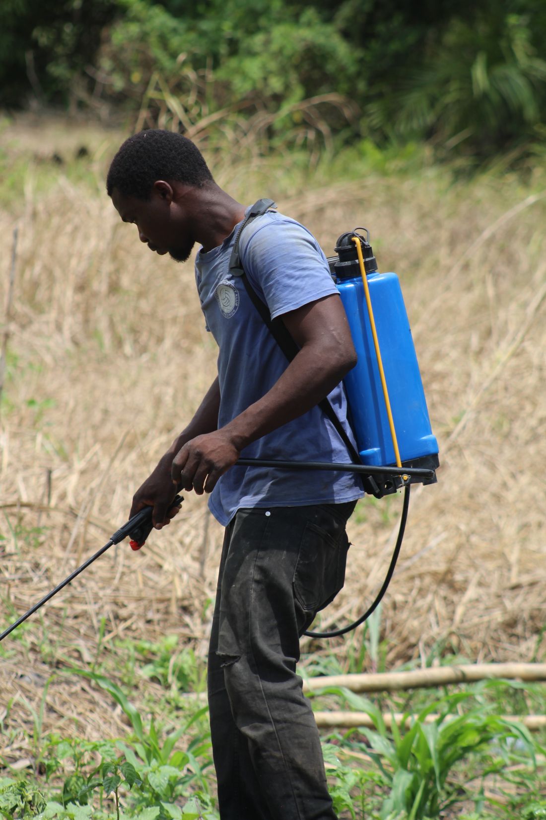 A young farmer applying inputs with a knapsack sprayer on a smallholder plot in Ghana.