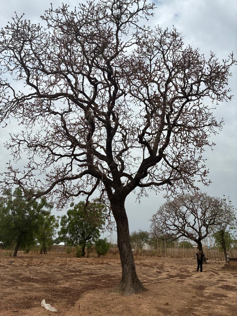 A large tree standing over dry ground at the edge of farmland.
