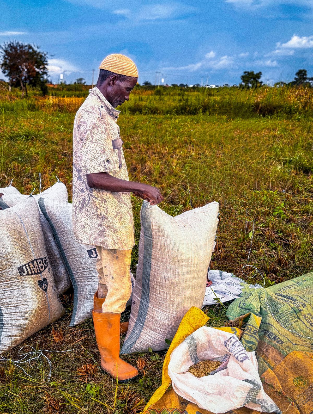 Filled sacks of produce standing at the edge of a harvested field.