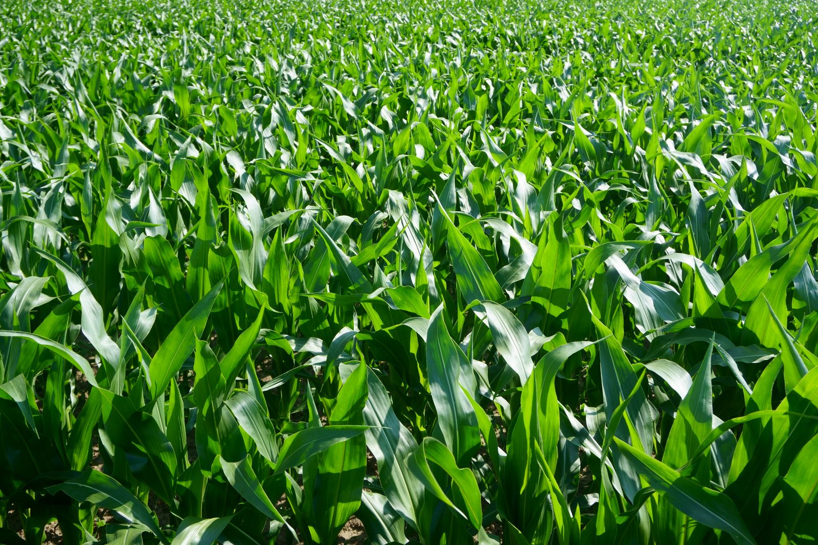 A maize farm in full leaf, rows of healthy plants stretching across the field.