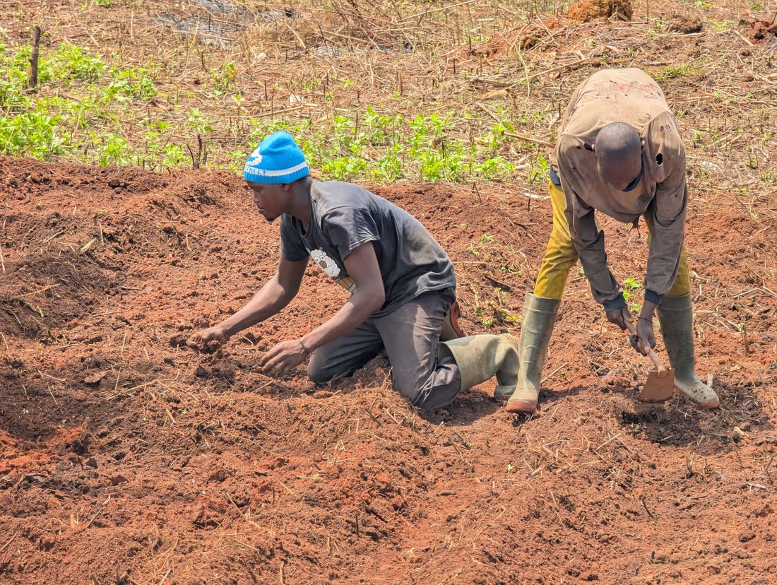 Ground being broken and prepared for planting.